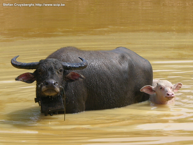 Banlung - buffels Banlung is de hoofdstad van de provincie Ratanakiri. De stad is maar klein en in het droge seizoen zeer stoffig. Het is wel de ideale uitvalsbasis om de dorpjes van de verschillende minderheden (Tampuan, Kreung, Pnong, ...) of de vele watervallen (Cha Ung, Sean Lae, ...) in de groene Ratanakiri provincie te bezoeken. In deze streek zijn waterbuffels de meestvoorkomende runderen. Stefan Cruysberghs